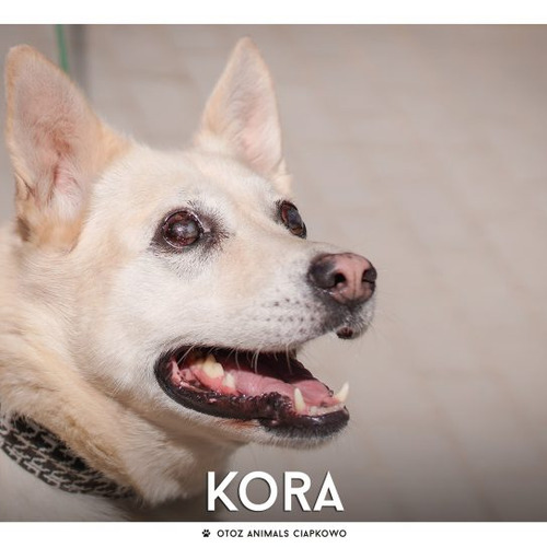 Kora