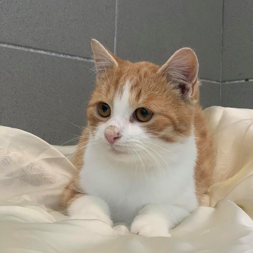 Atos, portos, aramis