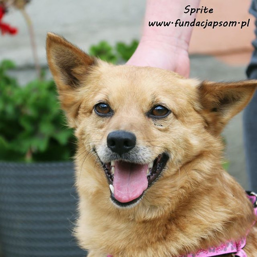 Sprite