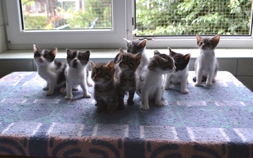 Kociątka z pokoju 1