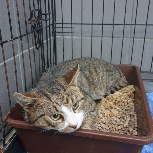 Ajedenaście - odebrany