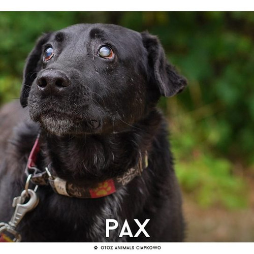 Pax
