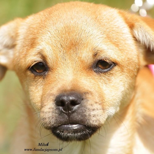 Miluś