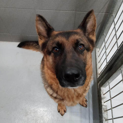 Linda - odebrana przez wł