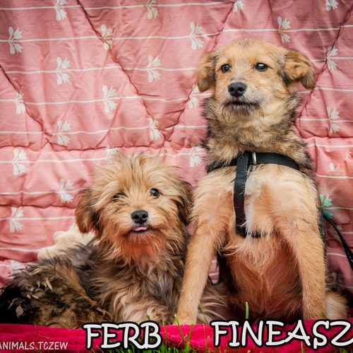 Fineasz i ferb