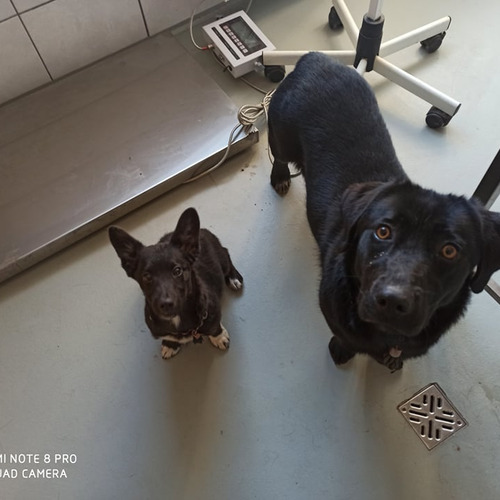 Żabka odebrana i kijanka