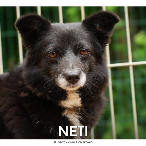 Neti