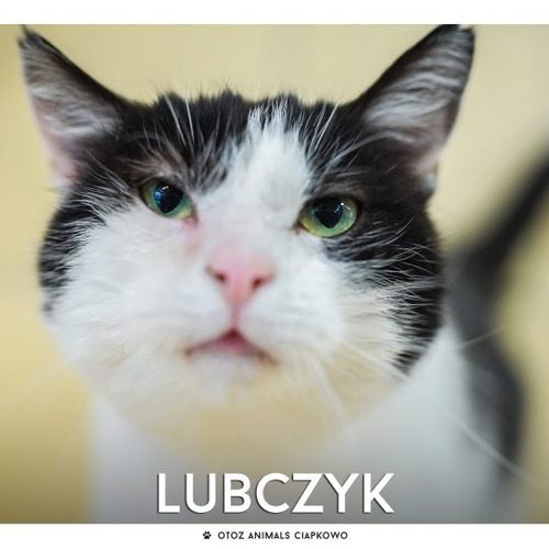 Lubczyk