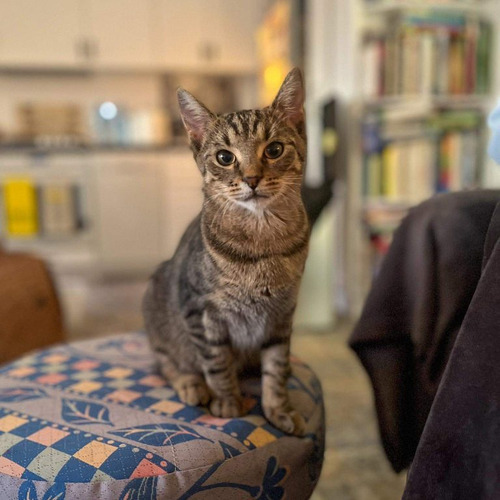 Rodzeństwo do adopcji