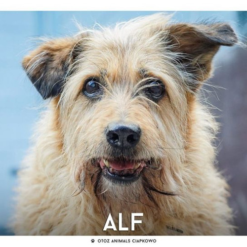 Alf
