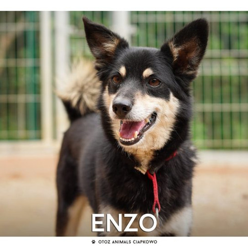Enzo