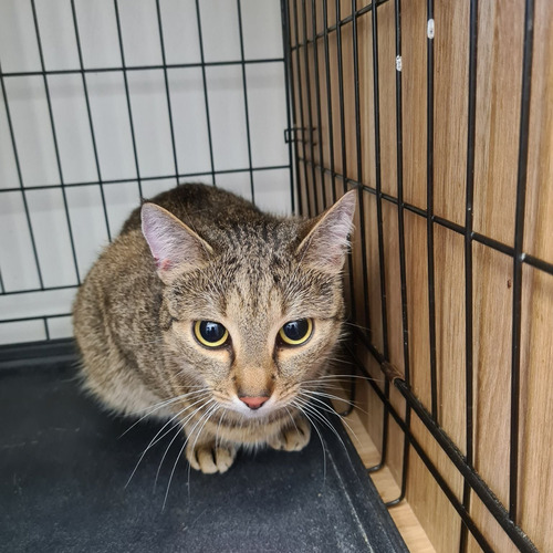 Nefretete - rezerwacja