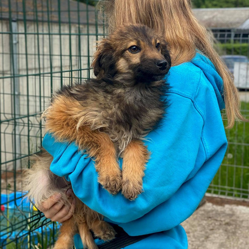 Landzia lessie lewis