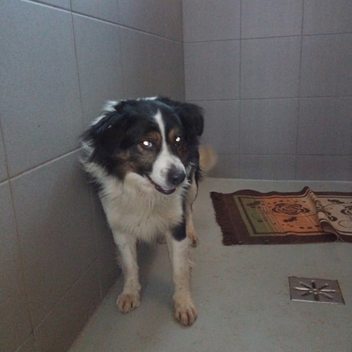 Artek - odebrany przez wł