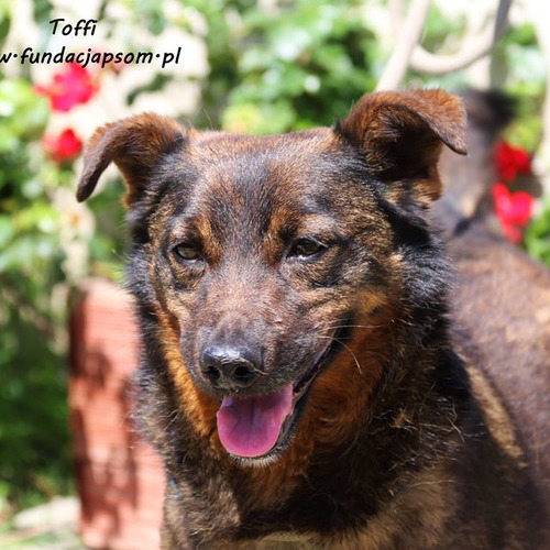 Toffi
