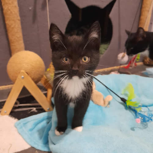 Koty ze schroniska do adopcji Shrek