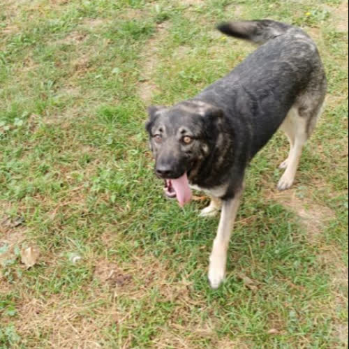 Psy ze schroniska do adopcji Herbi