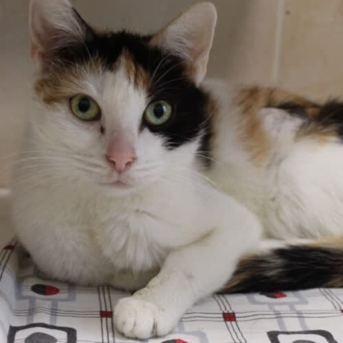 Koty ze schroniska do adopcji Lusia