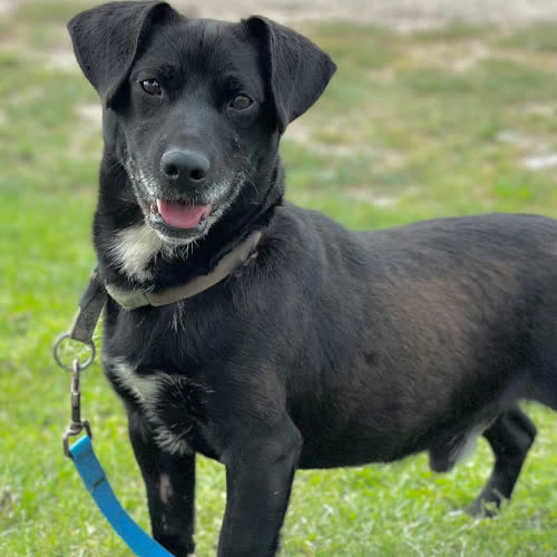 Psy ze schroniska do adopcji Bobi