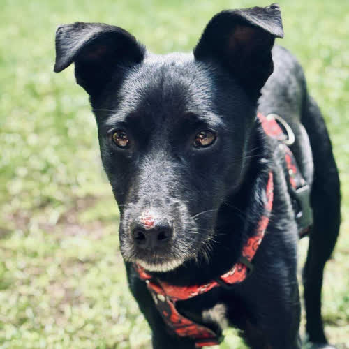 Psy ze schroniska do adopcji Kacper