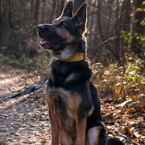 Psy ze schroniska do adopcji Amis