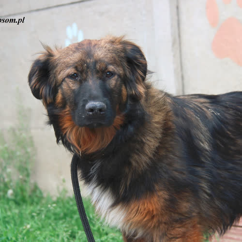 Psy ze schroniska do adopcji Aisza