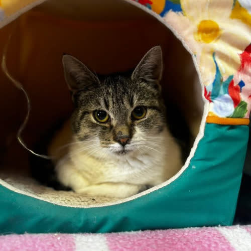 Koty ze schroniska do adopcji Tedi