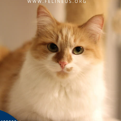 Koty ze schroniska do adopcji Arizona