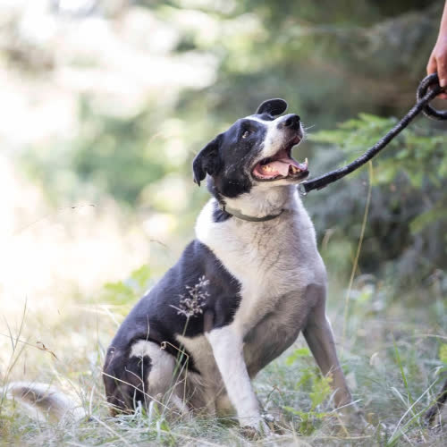 Psy ze schroniska do adopcji Ariel