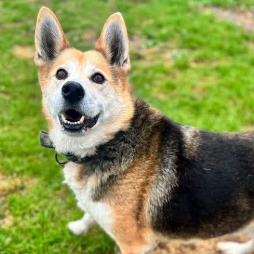 Psy ze schroniska do adopcji Bercik