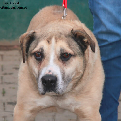Psy ze schroniska do adopcji Biszkopcik