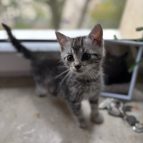 Koty ze schroniska do adopcji Spinel