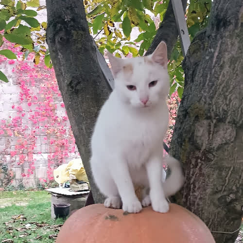 Koty ze schroniska do adopcji Śnieżek