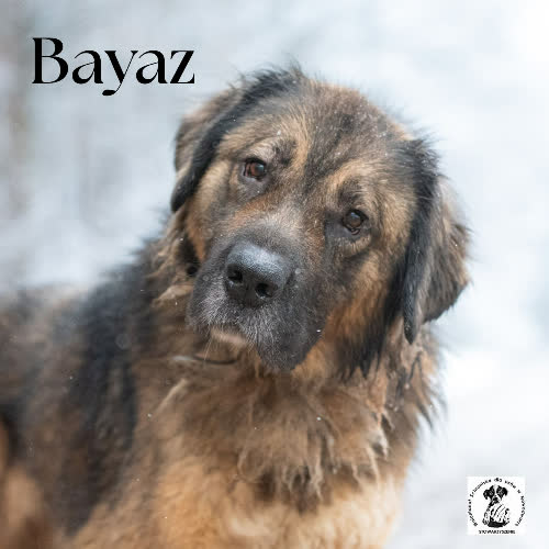 Psy ze schroniska do adopcji Bayaz