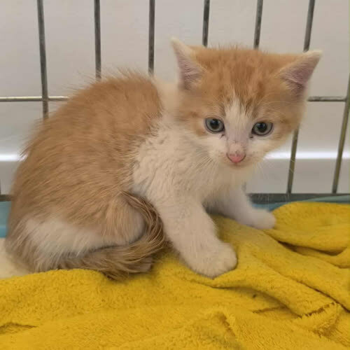 Koty ze schroniska do adopcji Hamilton