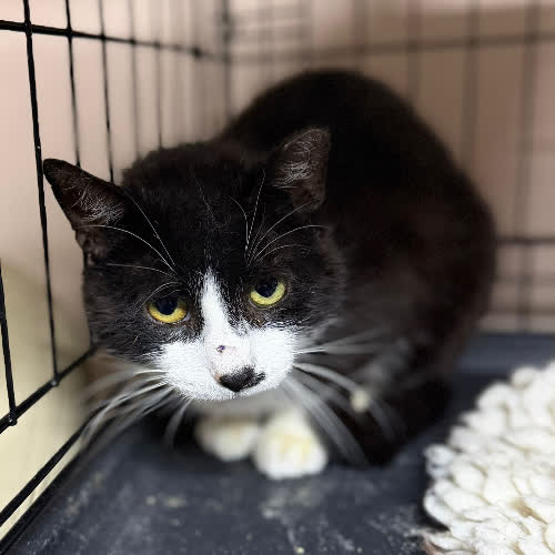 Koty ze schroniska do adopcji Bibi