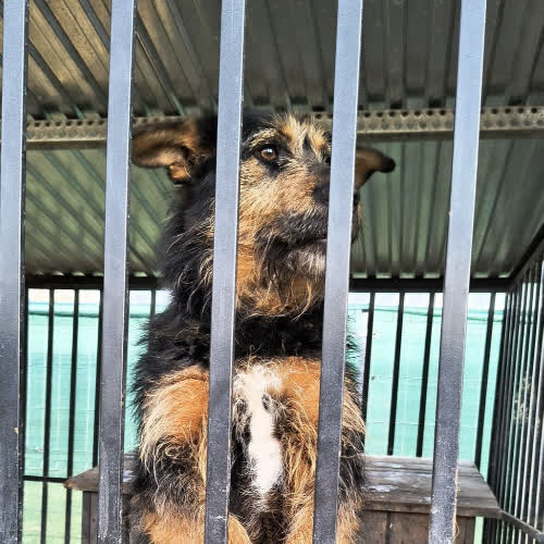 Psy ze schroniska do adopcji Hugo