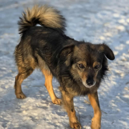 Psy ze schroniska do adopcji Listek 