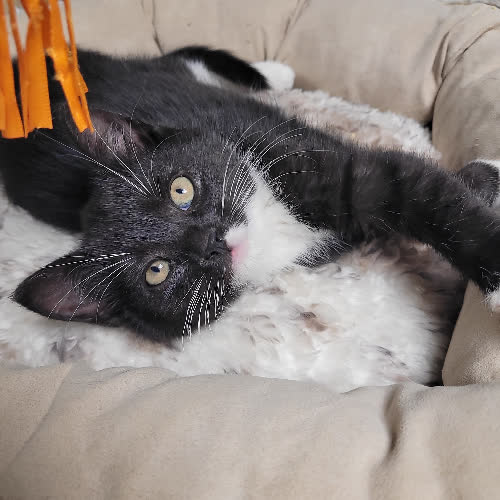 Koty ze schroniska do adopcji Barszcz 