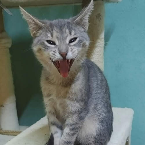 Koty ze schroniska do adopcji Wacuś