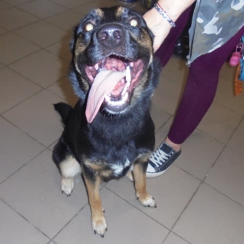 Psy ze schroniska do adopcji Tajfun