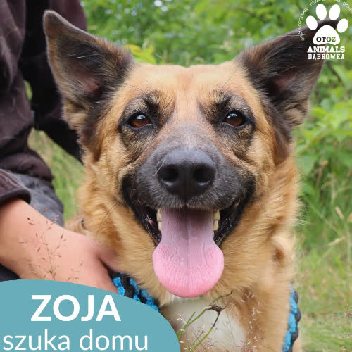 Zoja