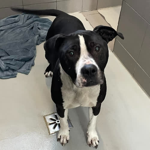 Psy ze schroniska do adopcji Elza