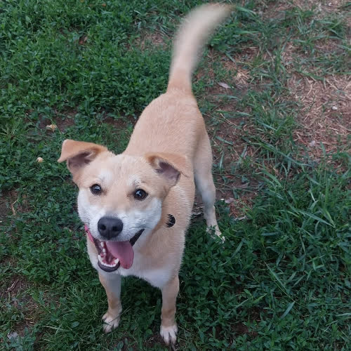 Psy ze schroniska do adopcji Krakers