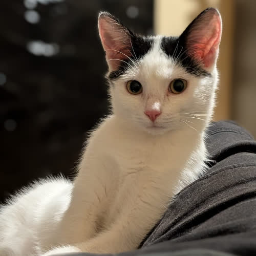 Lena