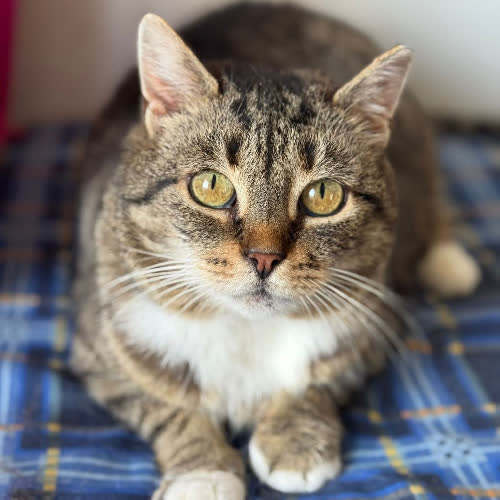 Koty ze schroniska do adopcji Kruszyna