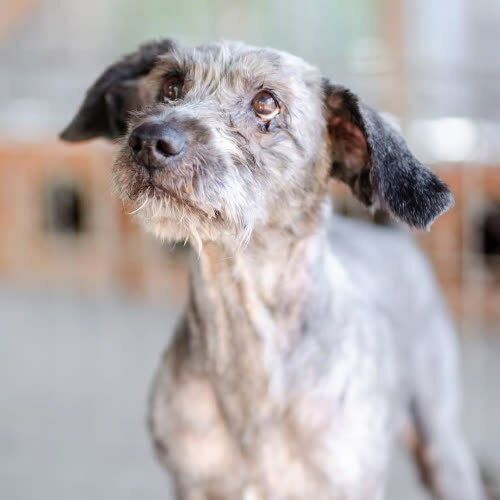 Psy ze schroniska do adopcji Misiek