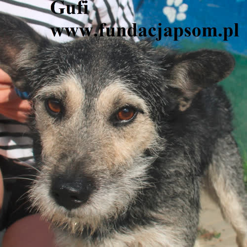 Psy ze schroniska do adopcji Gufi