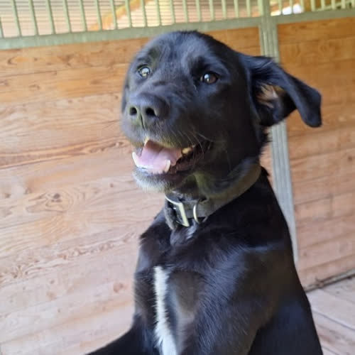 Psy ze schroniska do adopcji Labubu