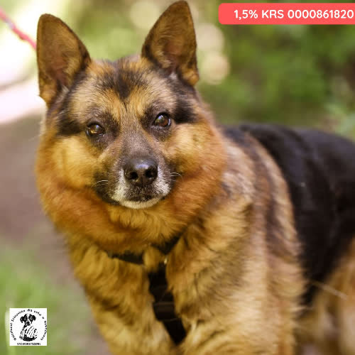 Psy ze schroniska do adopcji Nolan